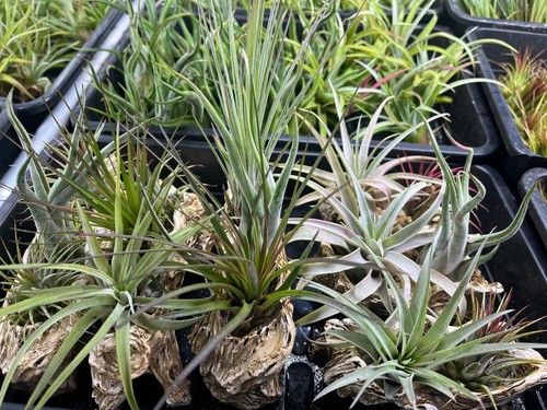 Tillandsia mix plants - 6,