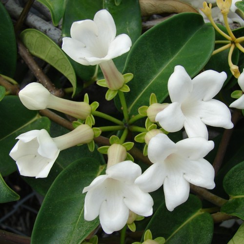 Stephanotis floribunda hoop - on,