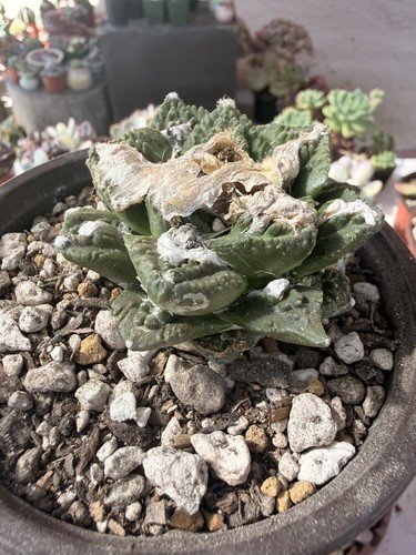 Ariocarpus retusus cactus - retusus,