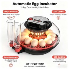 12 Eggs Fully Automatic
