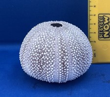 Sea urchin shell 8cm - sea,