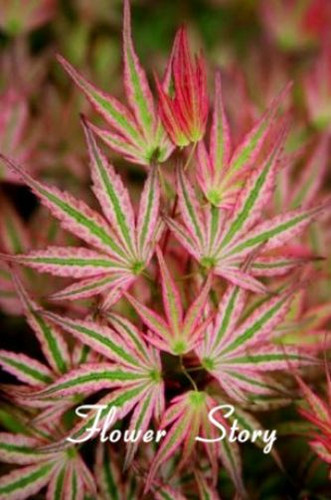 Pink and green variegated - green,