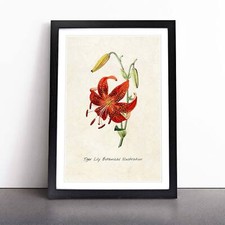 Illustration of a Tiger Lily