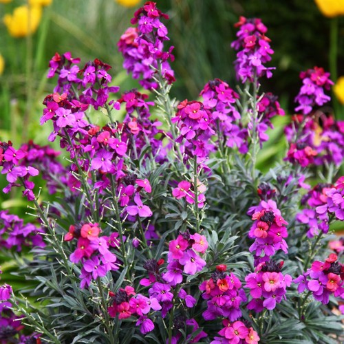 Erysimum purple bowles mauve - purple, bowles's