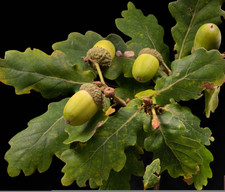 10 Cell Grown Oak Trees. Pendunculate Oak. Quercus Robur. 60-90cm