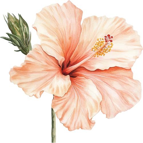 Watercolour flower rose - watercolour,