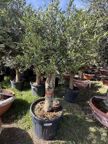 Olea europaea olive tree 6ft - tree,