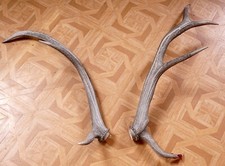 2 Beautiful Red Deer Antlers