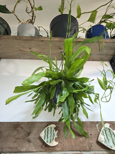 Epiphyllum pumilum large - pumilum,