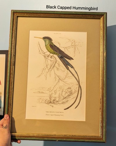 Hummingbird print skulls - hummingbird, print,