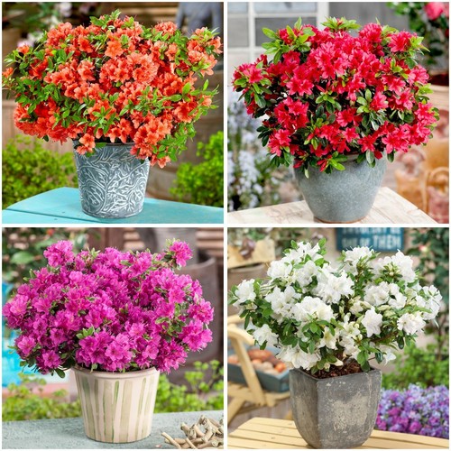 Dwarf japanese azalea - [x4],