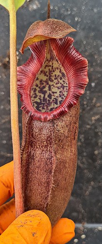 Nepenthes densiflora - nepenthes,