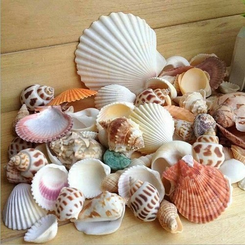 Natural shells seashells - natural,