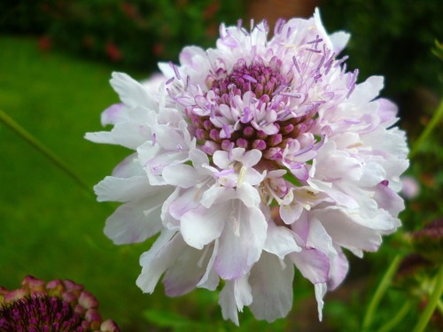 Perennial and biennial cottage - perennial,