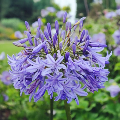 Agapanthus northern star - northern,