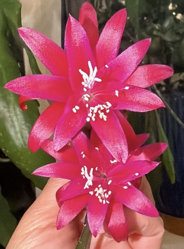 Epiphyllum rare leon herrick - epiphyllum,