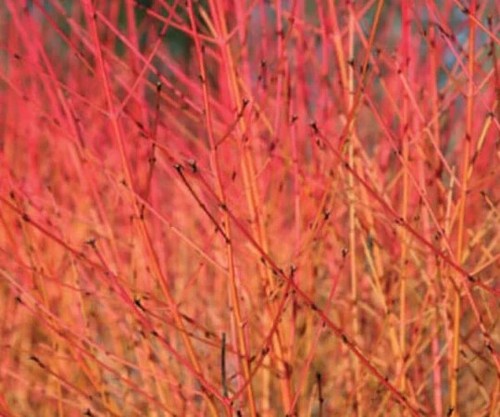 Dogwood - , (cornus