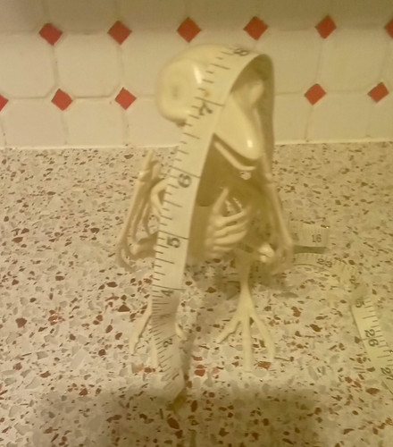 White plastic bird - plastic, skeleton