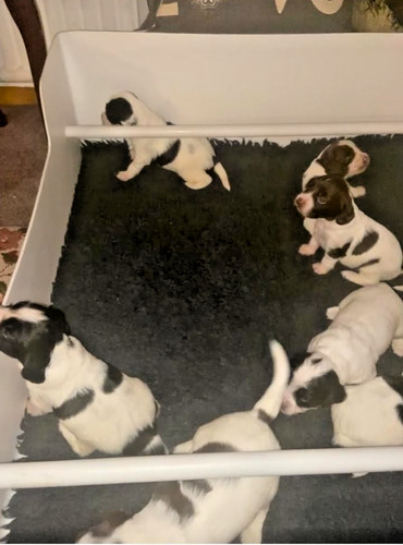 Whelping box 92cm - whelping, box-