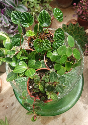 Peperomia collection bundle - peperomia,