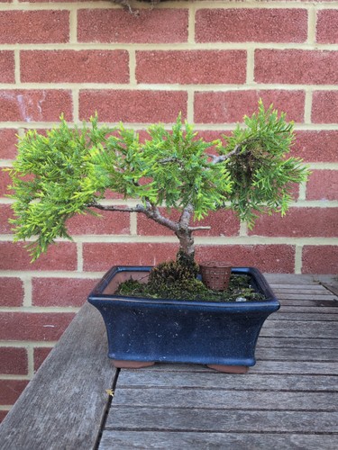 Golden chinese juniper - golden, bonsai