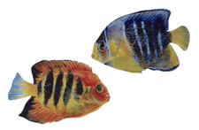 Angel Fish Plaque Set - Angel