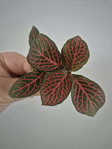 Nerve plant mosaic - |, |