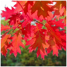 1 Red Oak Tree 1-2ft Tall Quercus Rubra Hedging Plant, Bright Autumn Colour