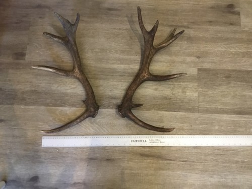 Pair red deer antlers - red, 15