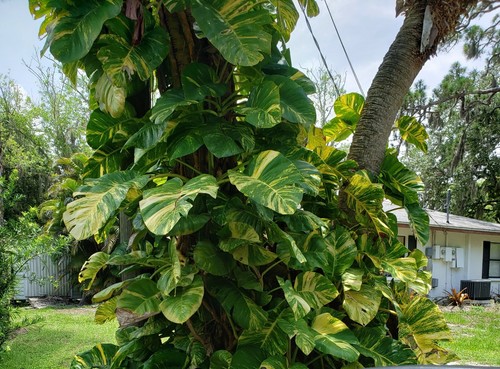 Giant variegated golden pothos - golden,