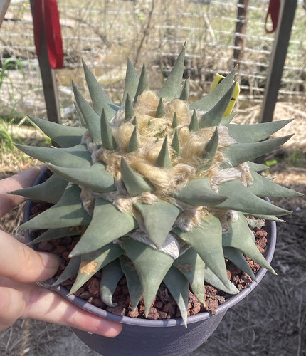 Ariocarpus retusus cactus - retusus,