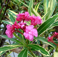 SCARLER VARIEGATED OLEANDER