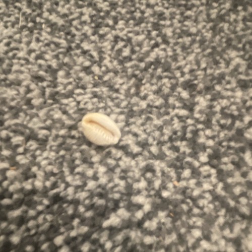 Small cowrie shell natural - -,