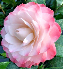 Camellia Japonica Nuggio's