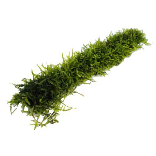 Java moss bamboo stick - java, a