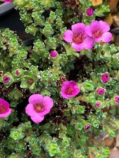 Saxifraga oppositifolia Ruth