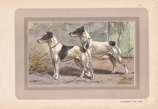1931 FOX TERRIER Print -