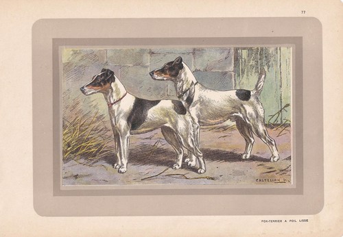 1931 fox terrier print - 1931,