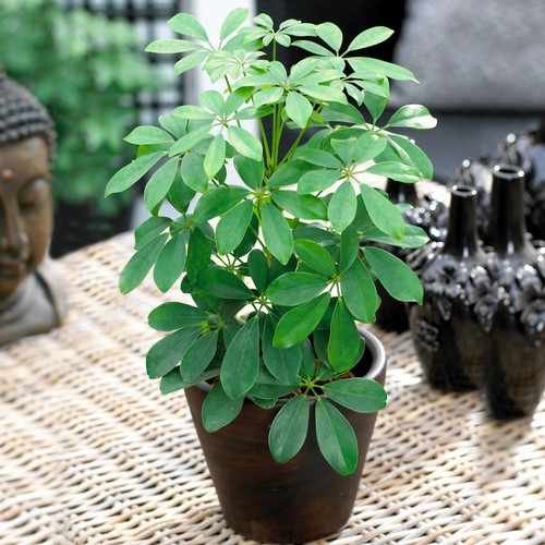 Schefflera nora popular - schefflera,