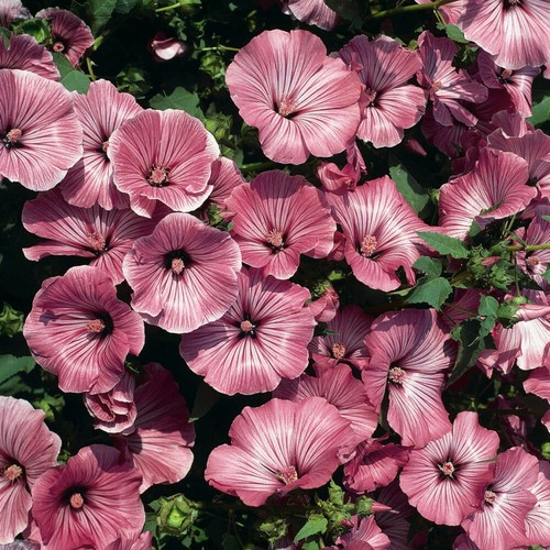 Lavatera trimestris silver cup - silver,