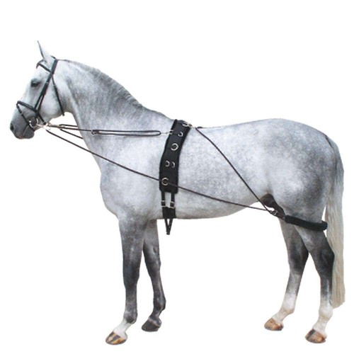 Horse lunge training - lunge,