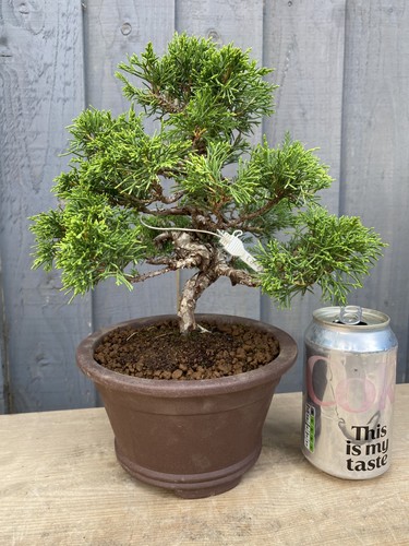 Bonsai tree itoigawa juniper - itoigawa,