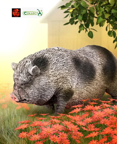 Pot bellied pig - bellied,