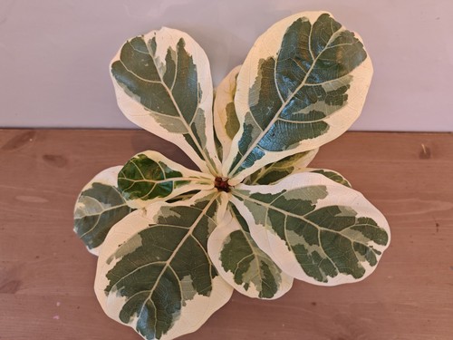 Fiddle leaf fig variegated - fig,