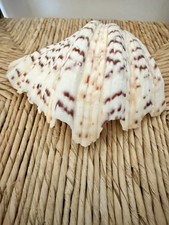 Hippopus clam shell strawberry