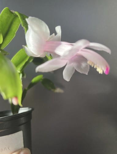 Christmas thanksgiving cactus - christmas,