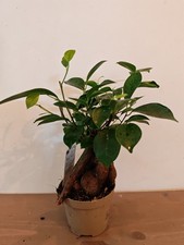 Small Ficus Ginseng Bonsai