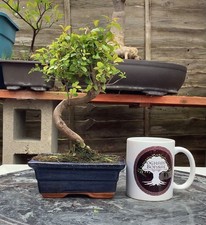 Sageretia Chinese sweet plum