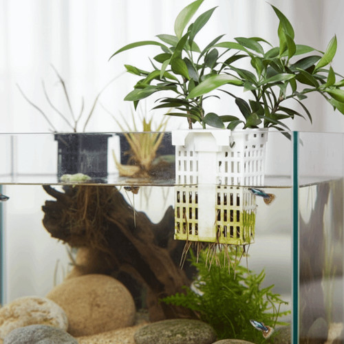 Wall hanging aquarium plant - aquarium,