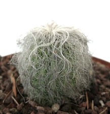 Cephalocereus senilis -